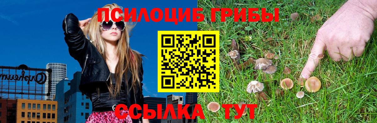 Псилоцибиновые грибы Cubensis Новоалександровск